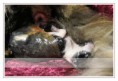 /album/fotogalerie-katzengeburt/geburt2qn8-jpg/
